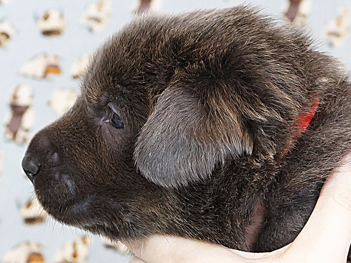 chinook puppy
